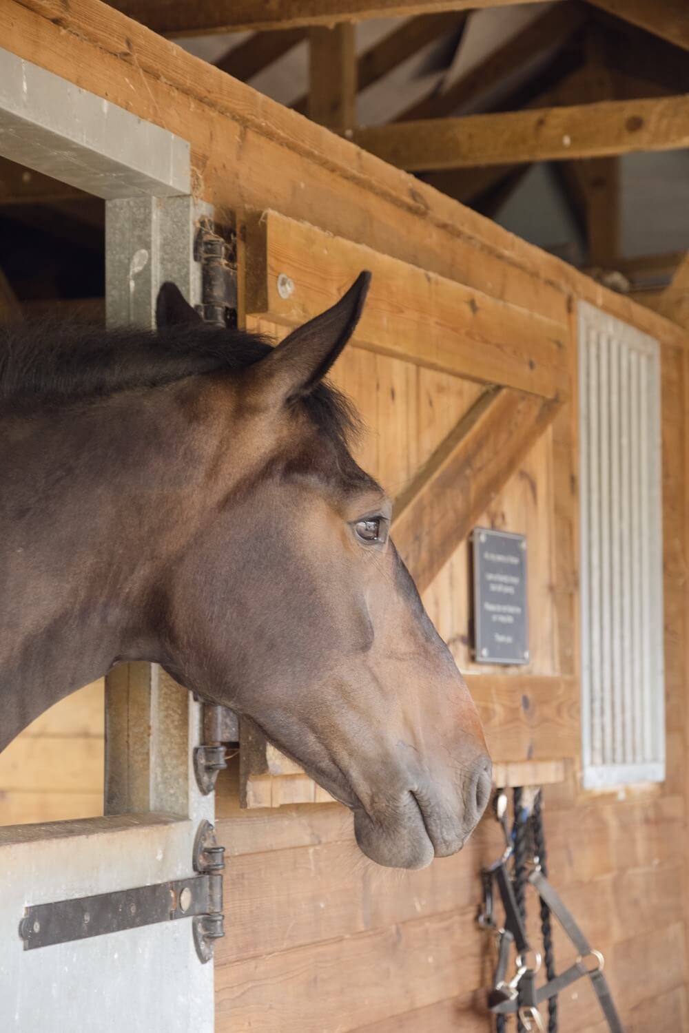 Ed the horse in his stable at Manor Hill House