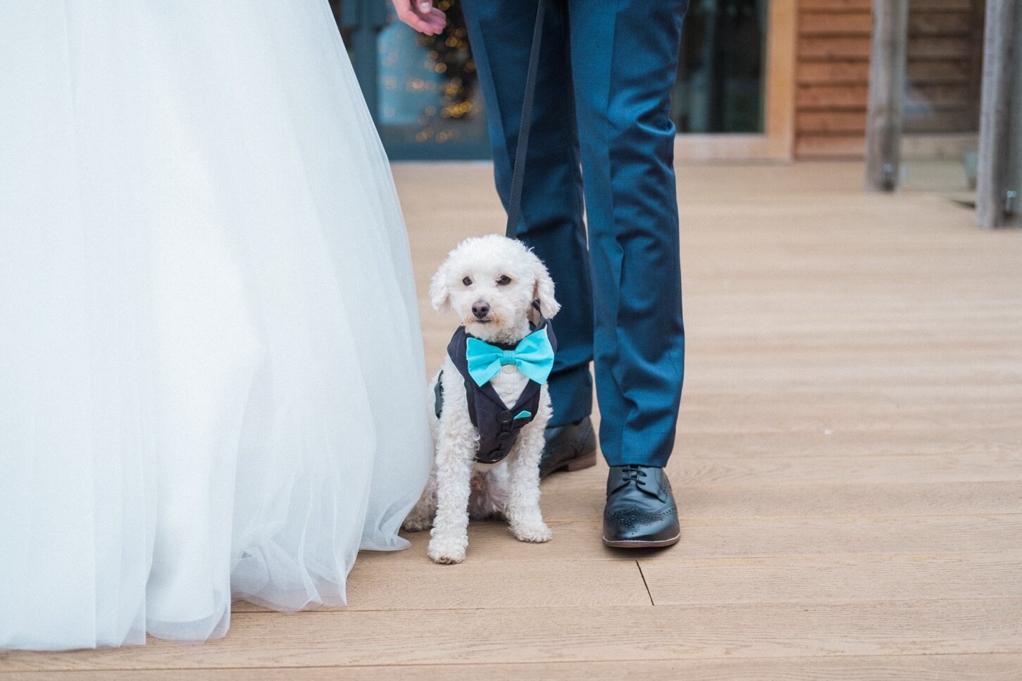 The couple's dog wearing a dickie bow at The Mill Barns